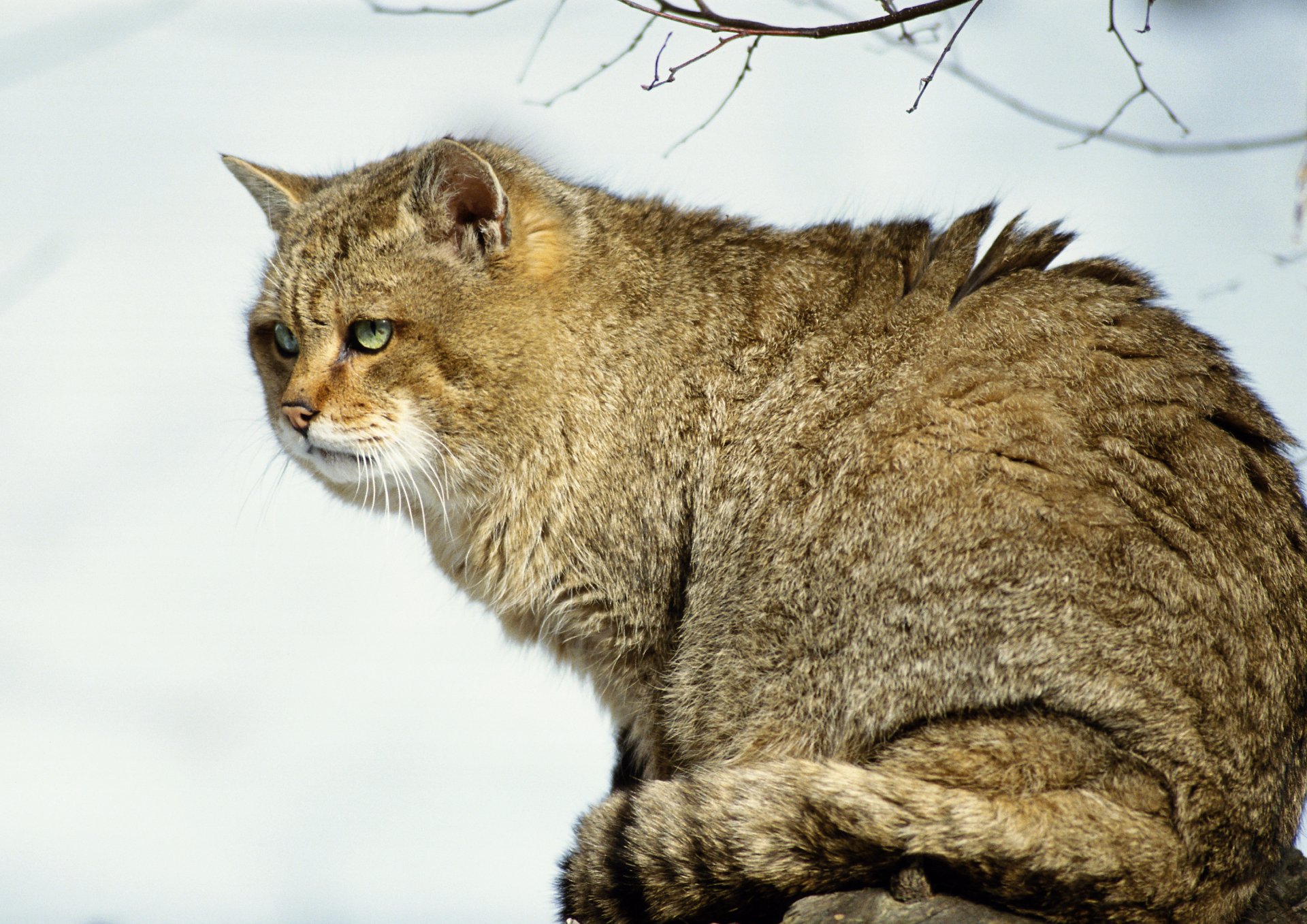 gato nieve bosque depredador árbol