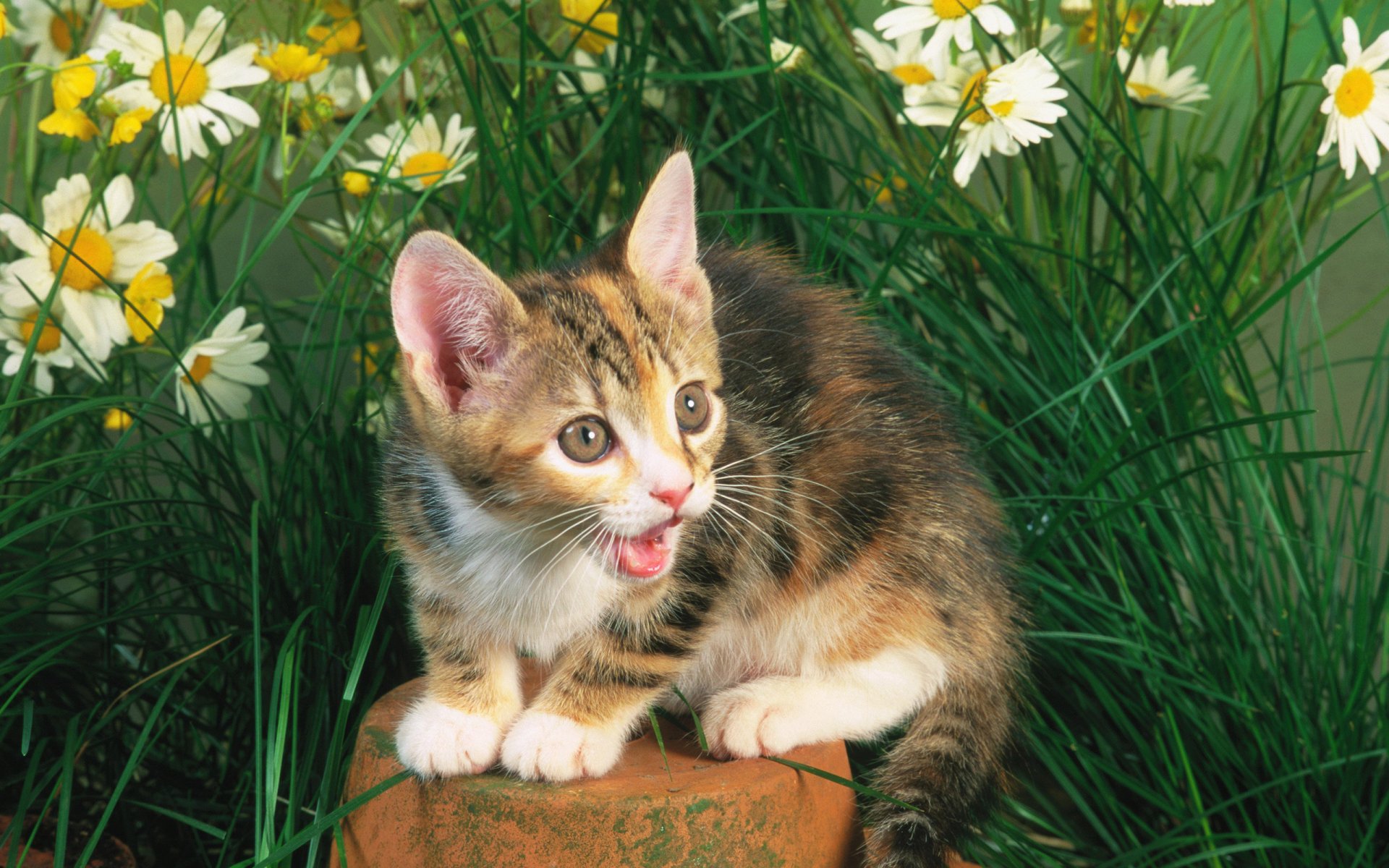 katze katze kätzchen gras stein