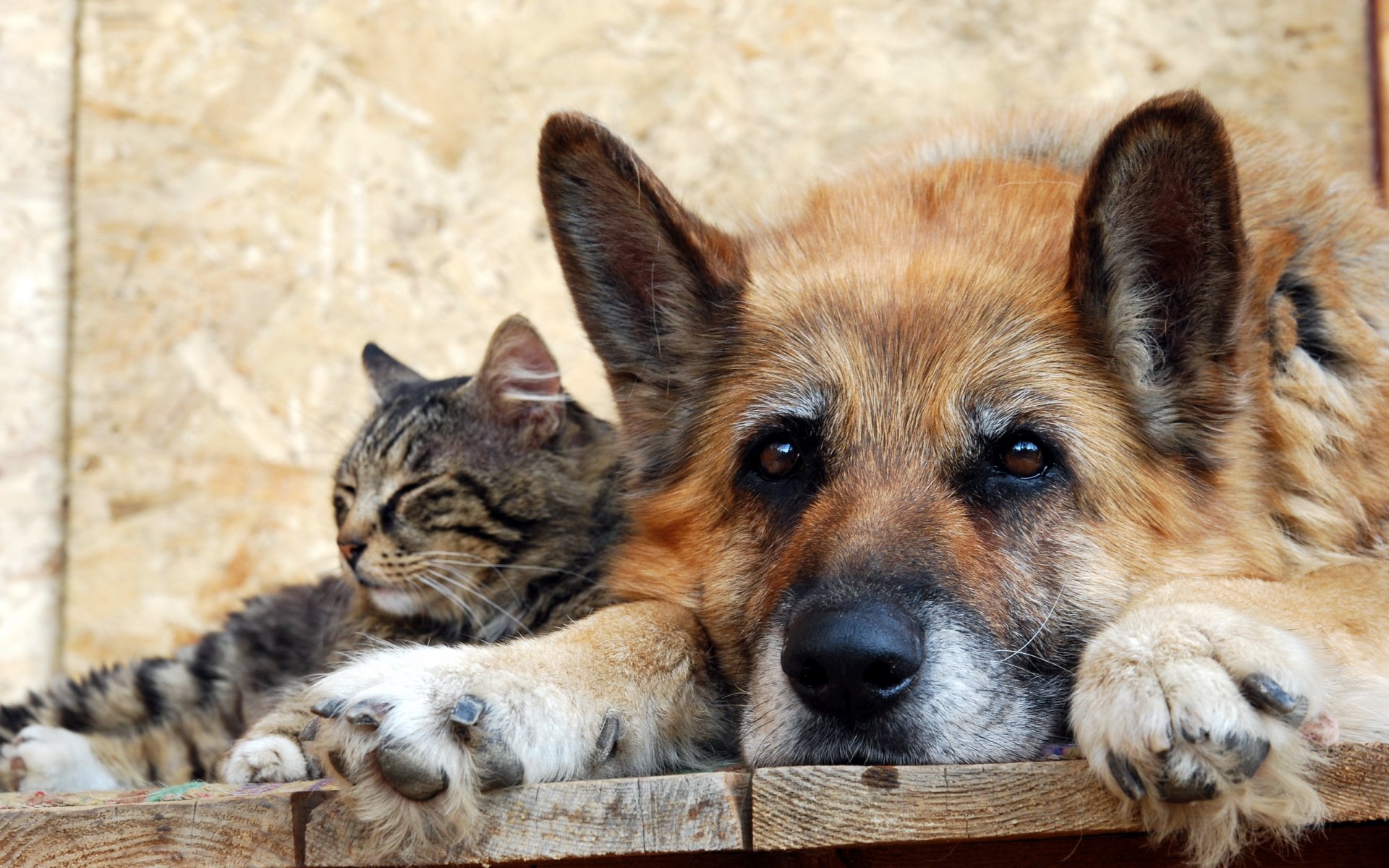 katze hund freundschaft