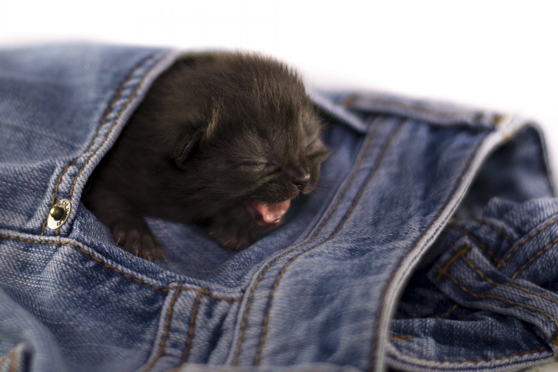 gato gatito bebé negro jeans