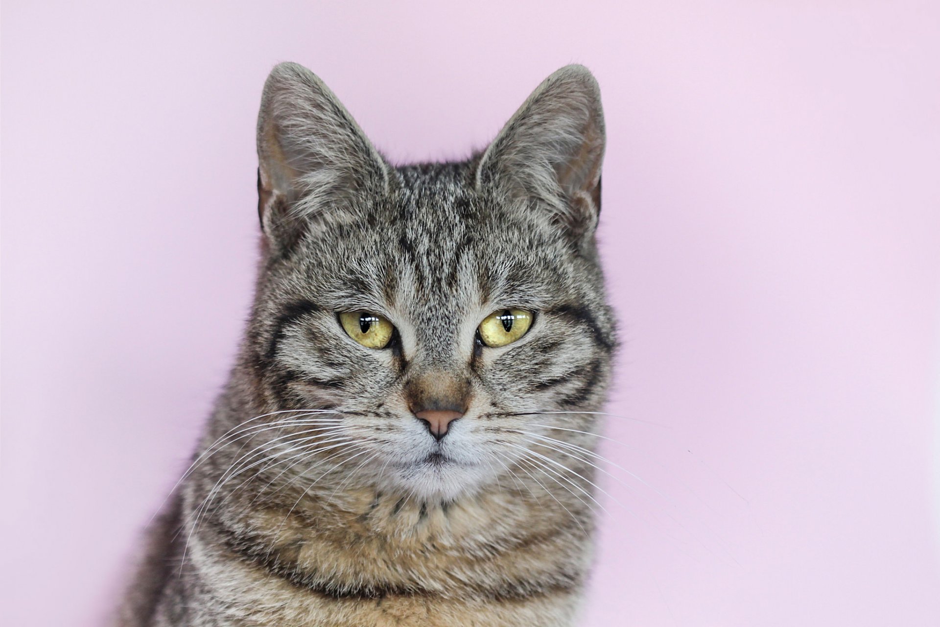 chat gris rayé fond portrait