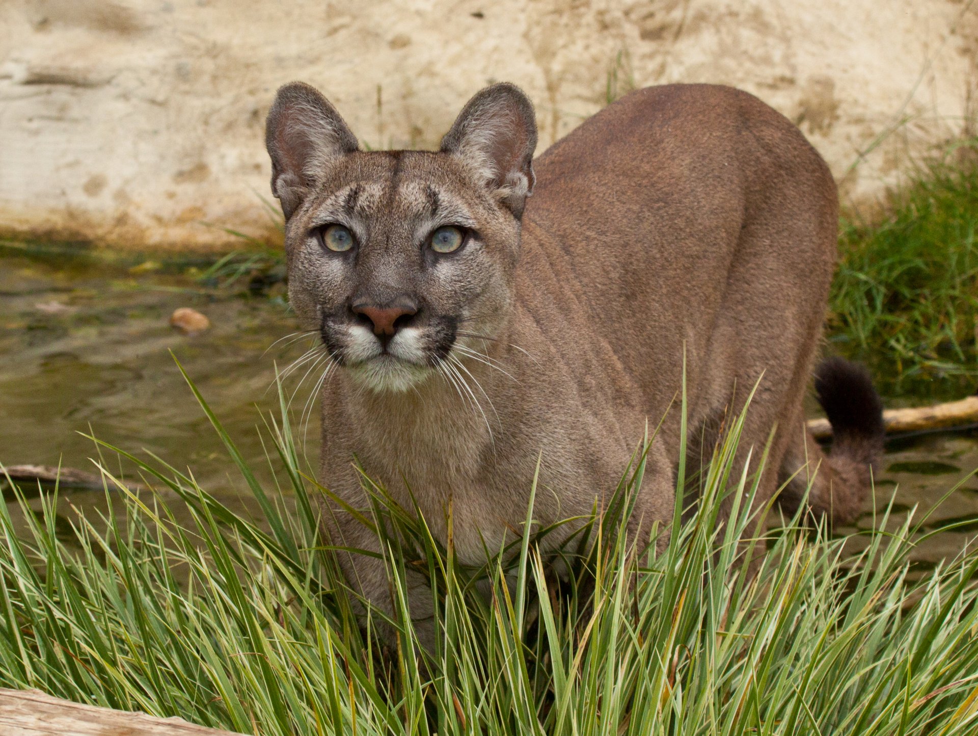 puma puma berglöwe katze blick gras wasser