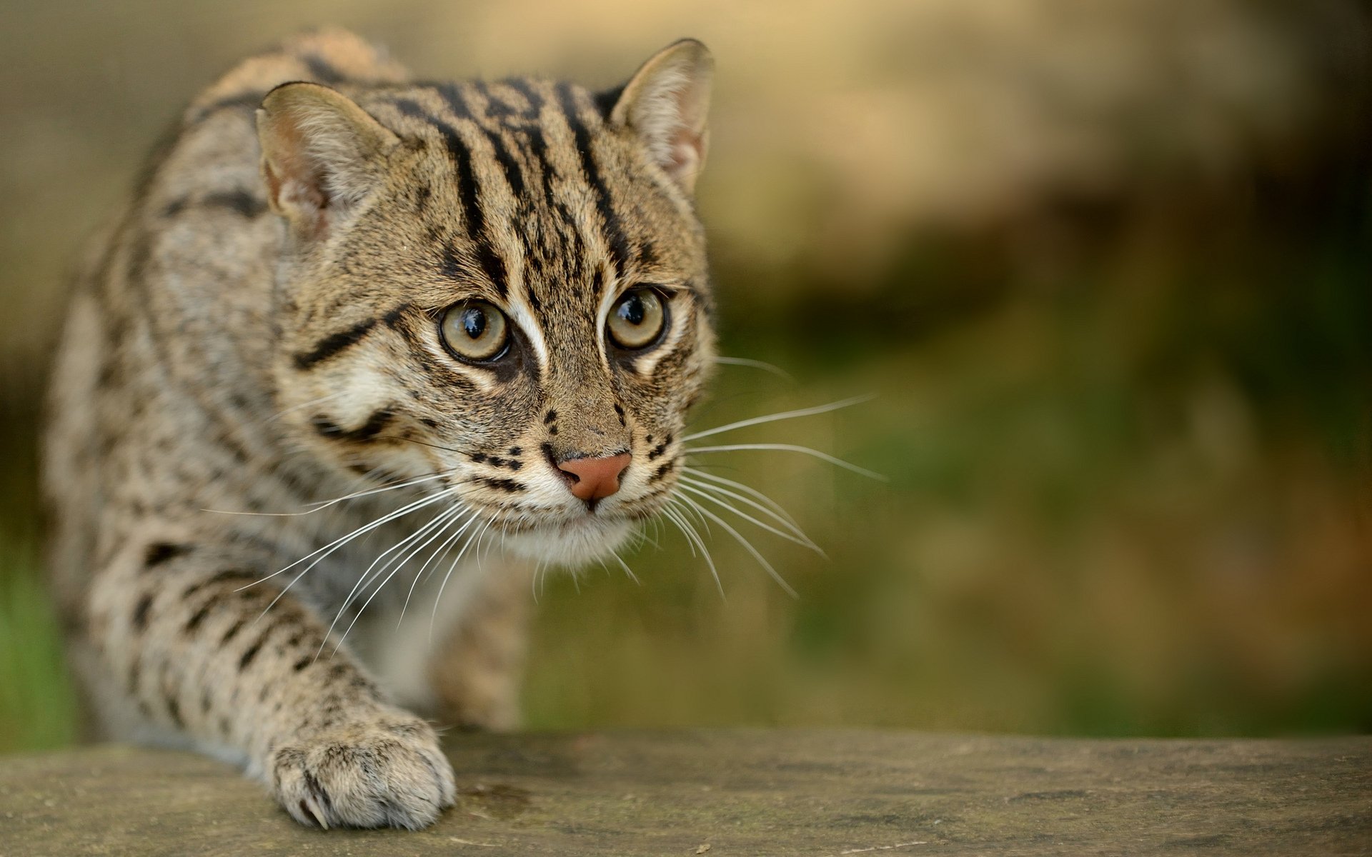 katze augen schleicht unschärfe makro orientalische viverrinus-katzen anglerkatze gesprenkelte katze