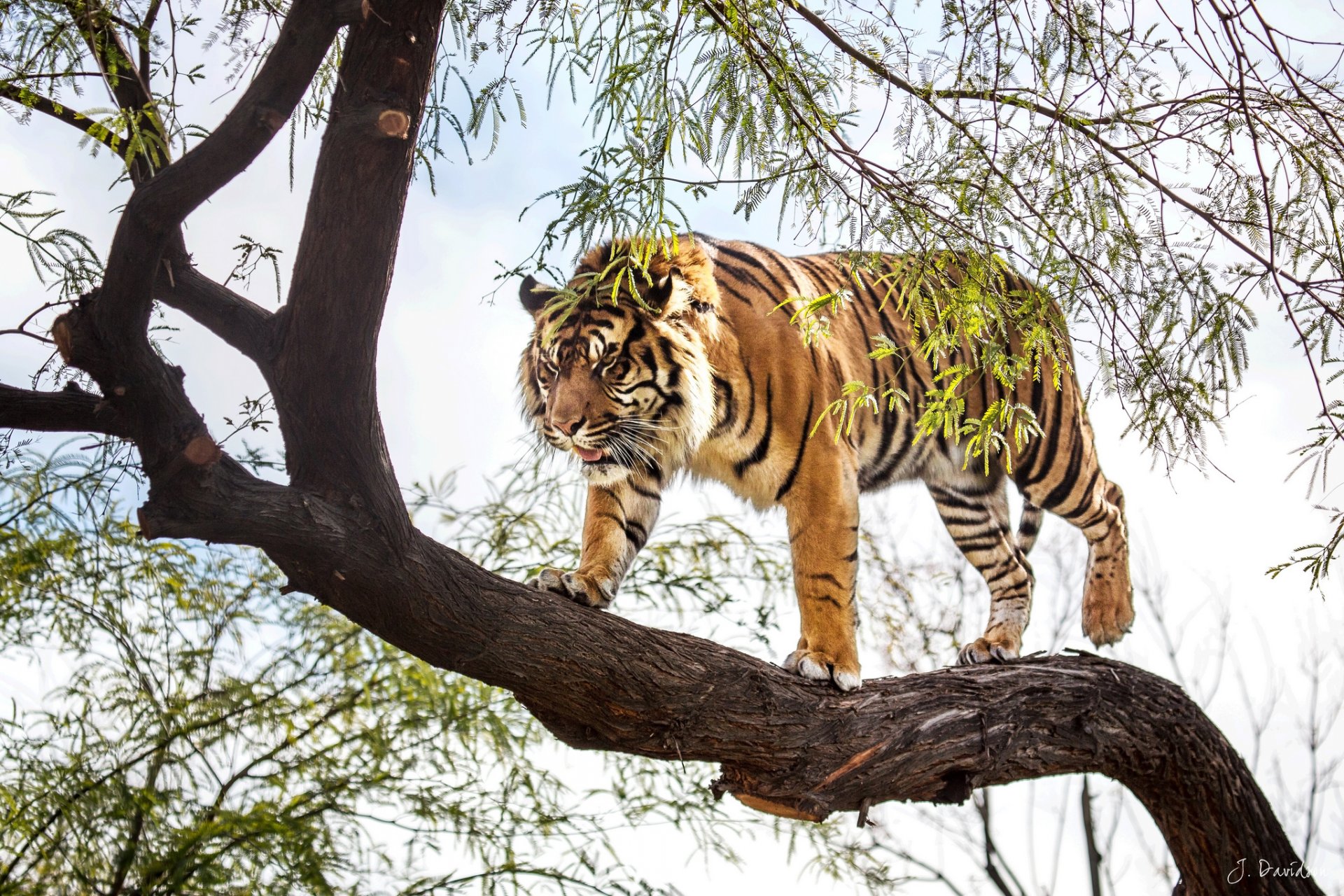 tiger sumatra raubtier baum