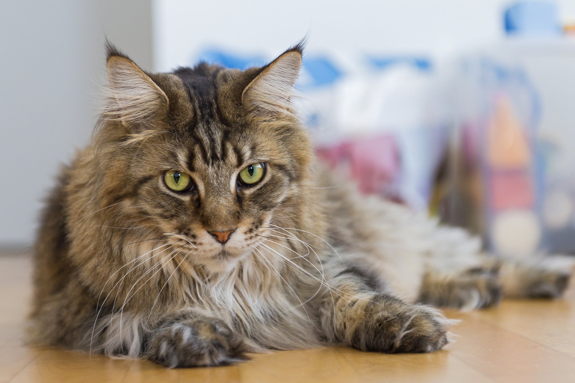 maine coon gatto gatto sguardo