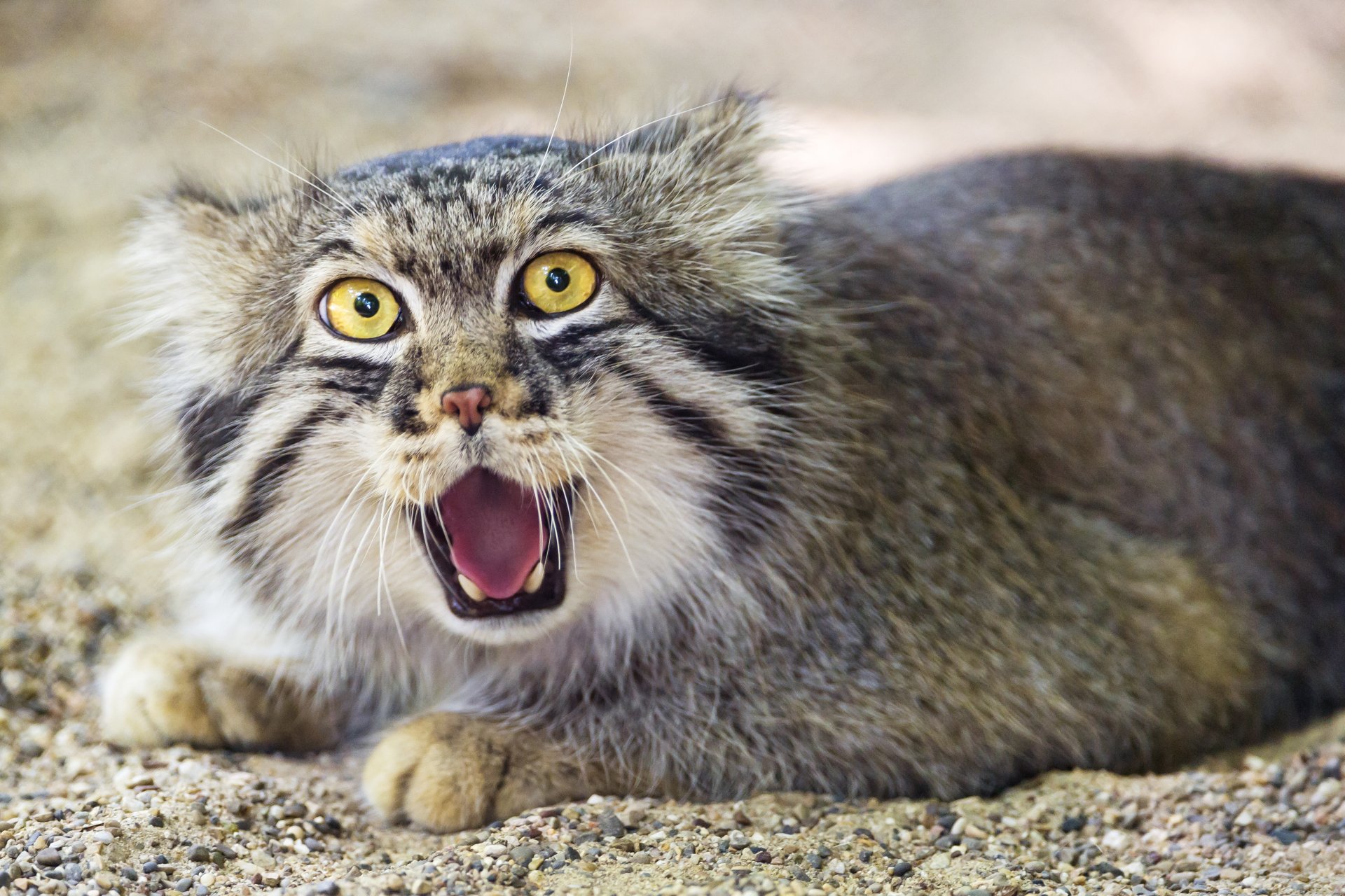 manul il gatto ©tambako la jaguar