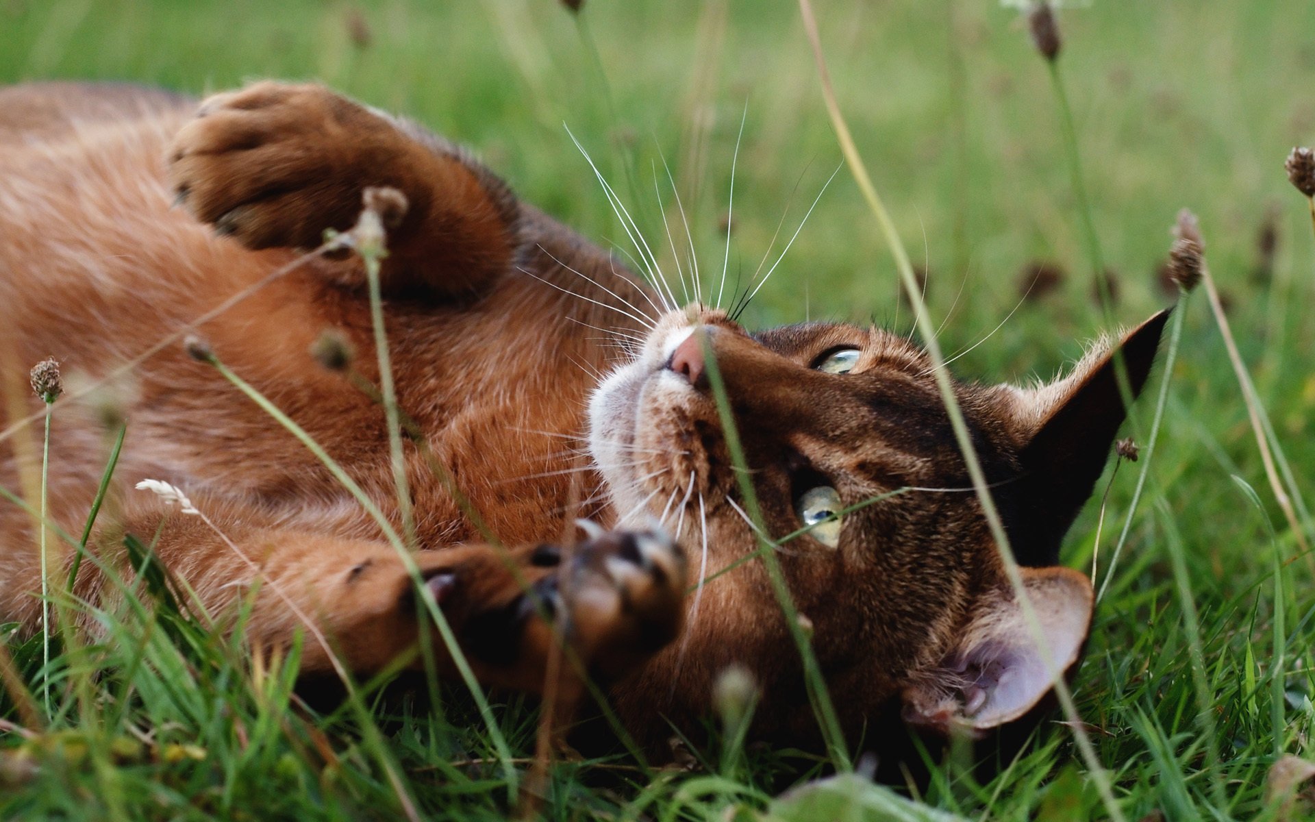 chat chat herbe nature