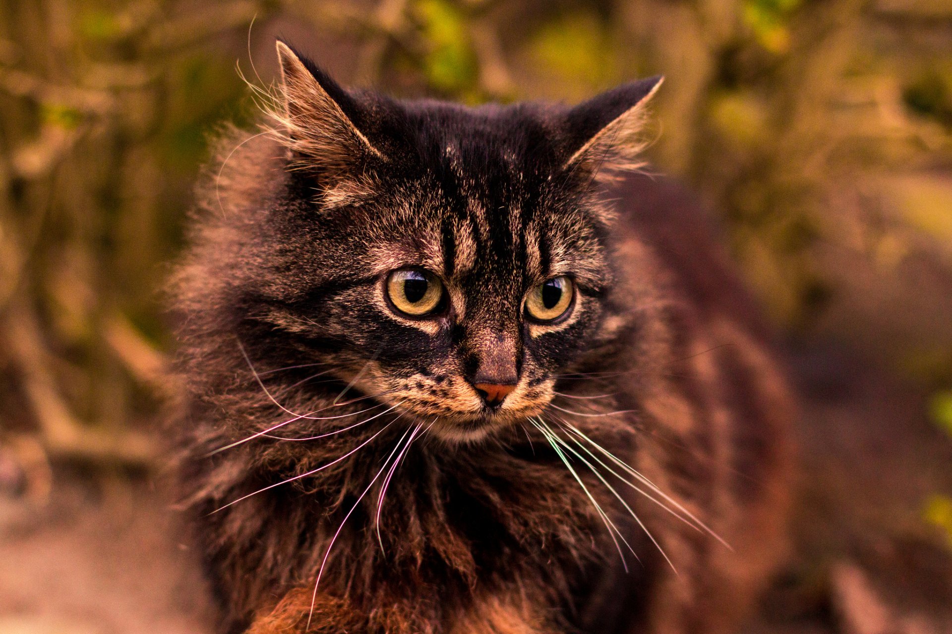 katze katze grau flauschig blick hintergrund porträt