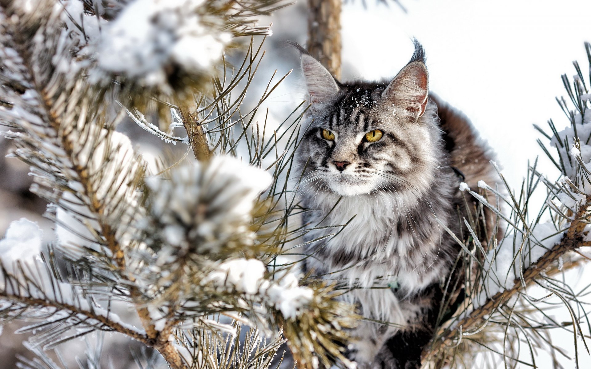 chat vue fond