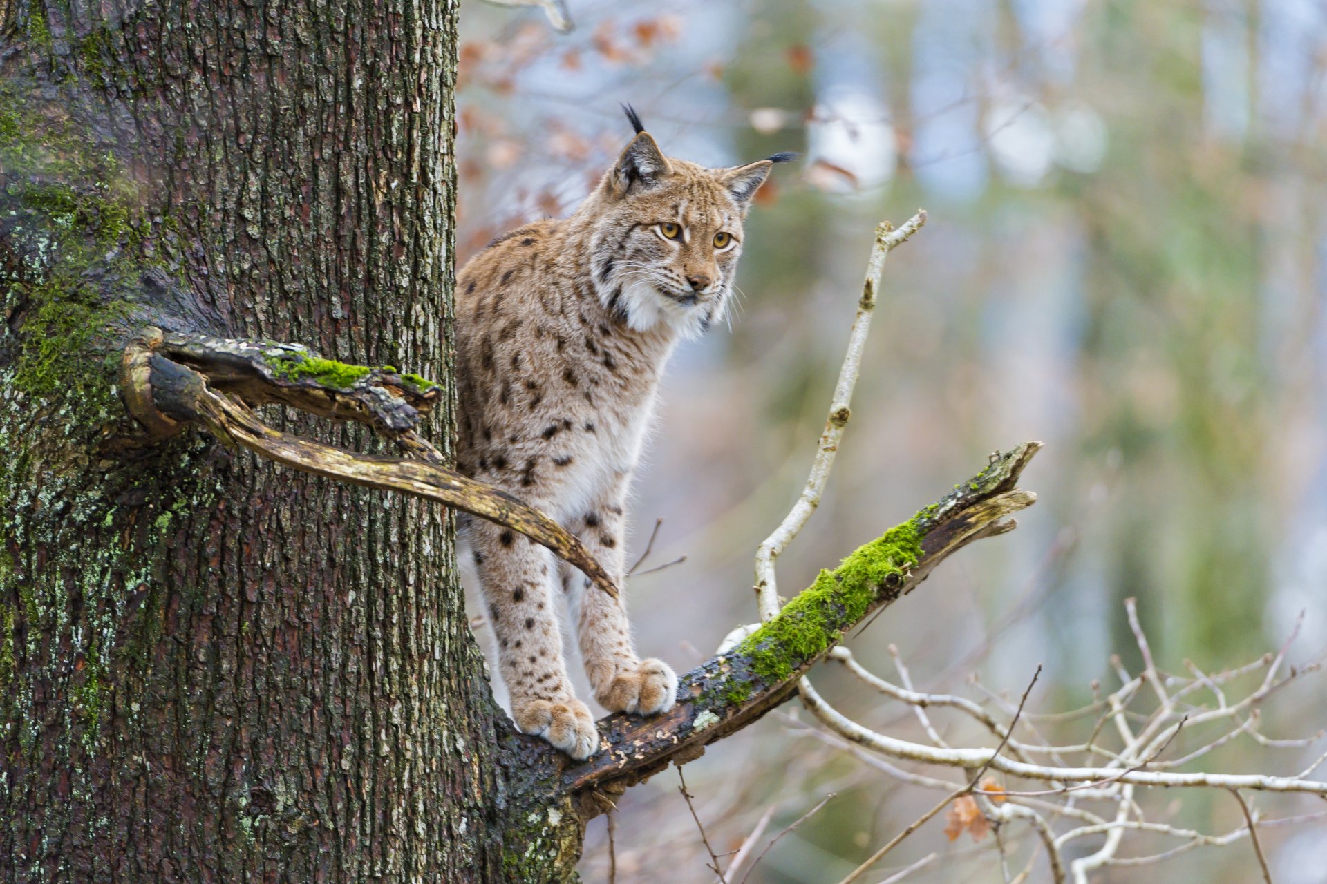 ryś kot drzewo gałąź mech ©tambako the jaguar