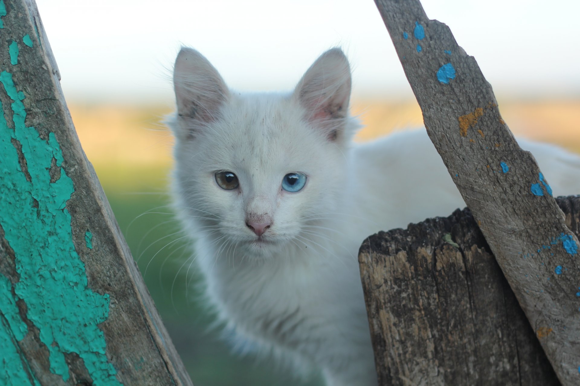 heterochromia white cat different color eye