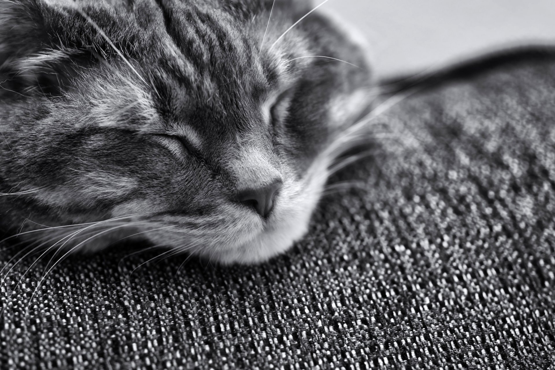 cat cat sleeping muzzle muzzle black and white