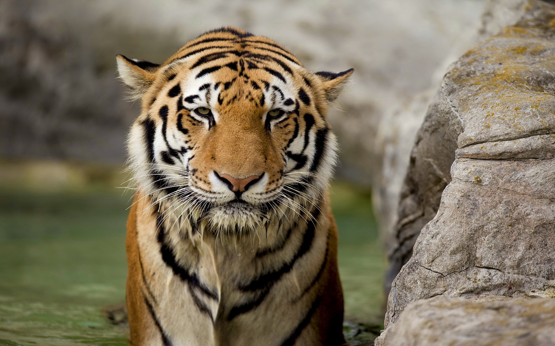 tigre museau vue humide prédateur