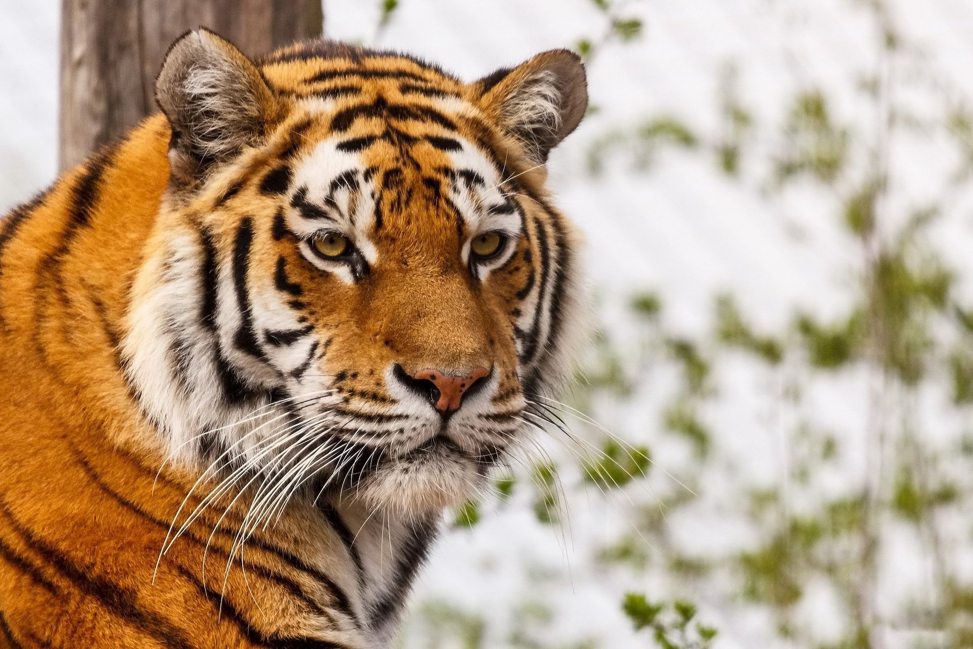 tigre muso baffi sguardo predatore