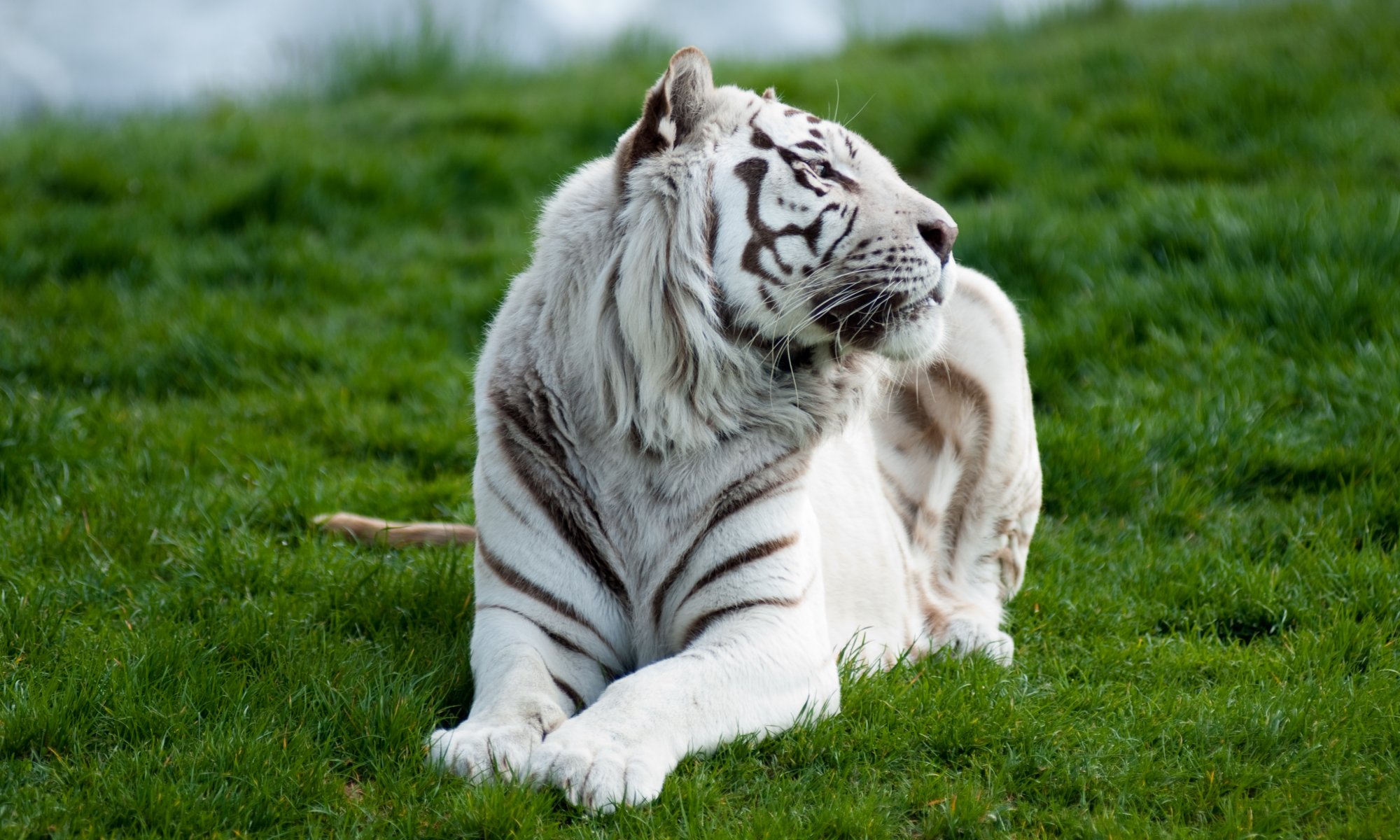tigre bianco erba predatore