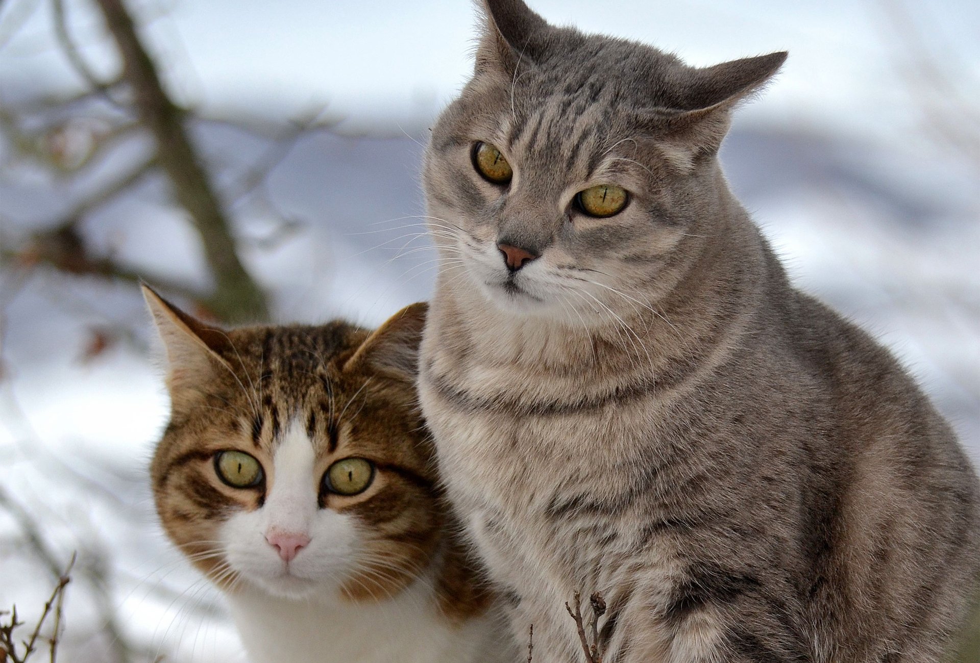 chats chats neige deux marche