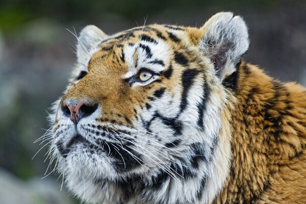 Schöner Blick beim Tiger
