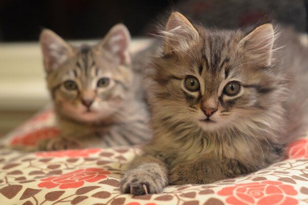 Two gray kittens are lying on the bedspread