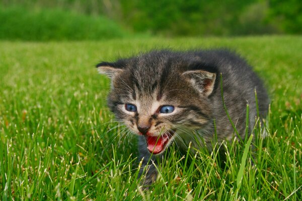 A little kitten meows on the grass