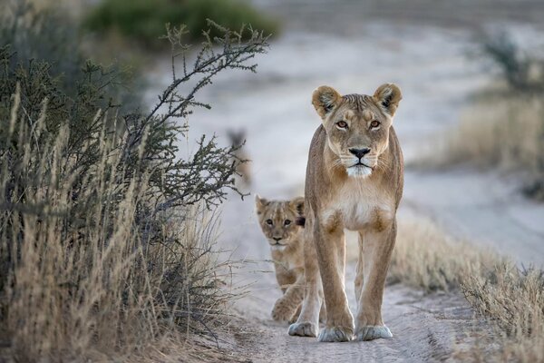 Lionne avec un lionceau dans la nature