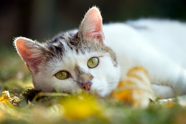 Chat sur fond d été