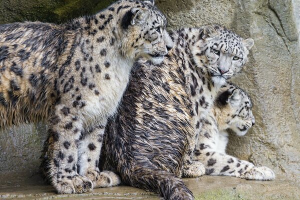 Fotos de una familia de gatos depredadores