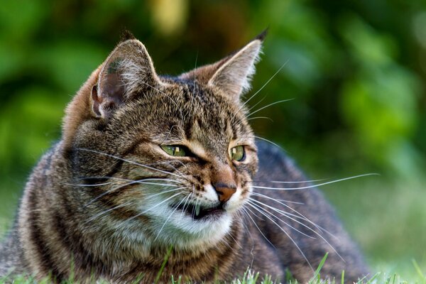 Gato de ojos verdes sonriente yace en la hierba