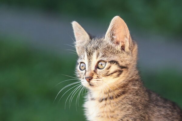 Le chaton surpris regardait interrogativement