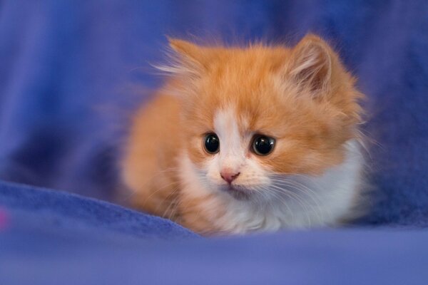 Rudowłosy mały kotek na niebieskim tle