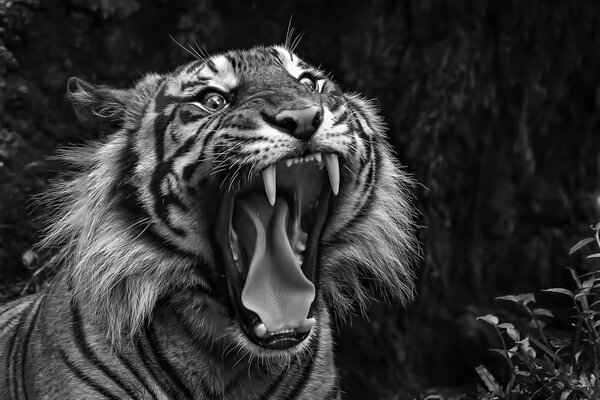 Photographie en noir et blanc d un tigre rugissant