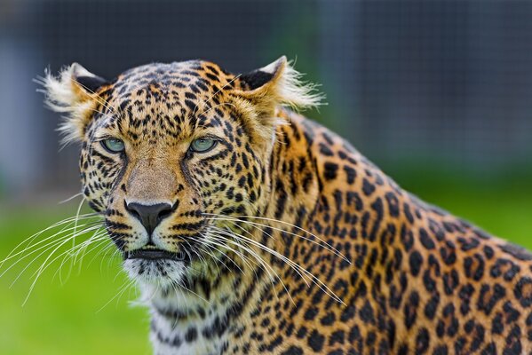 La mirada depredadora del leopardo Bigotudo