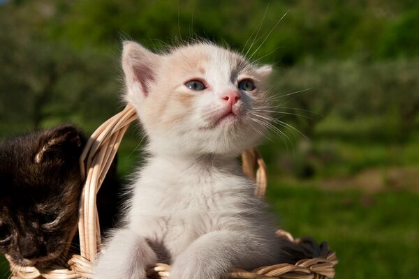 Gattini carini in un cestino. Gattino bianco e nero