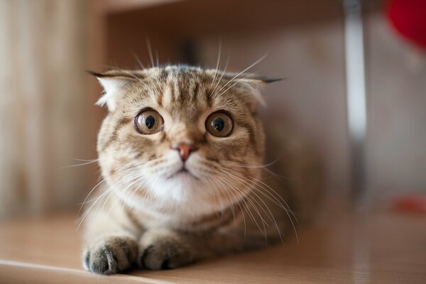 Gatto sdraiato sul tavolo con uno sguardo divertente