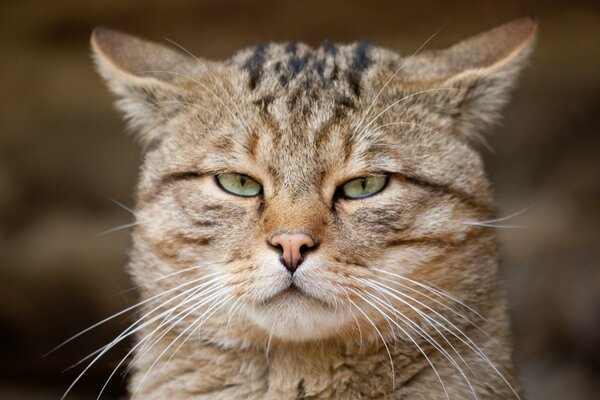 Gato europeo mirada salvaje