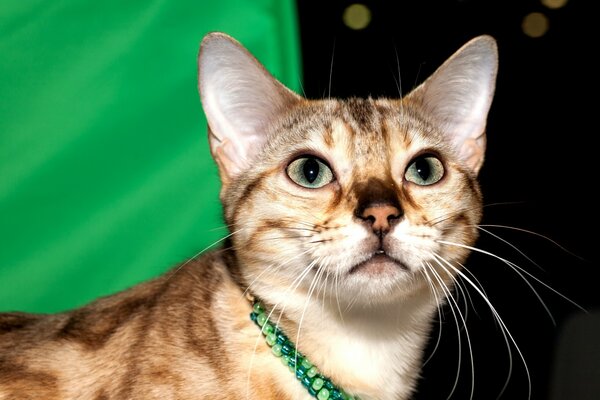 Bengal cat in a green collar