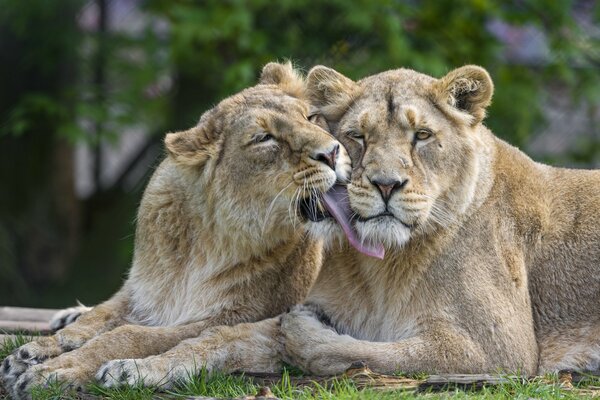 Lion and lioness, a feline family