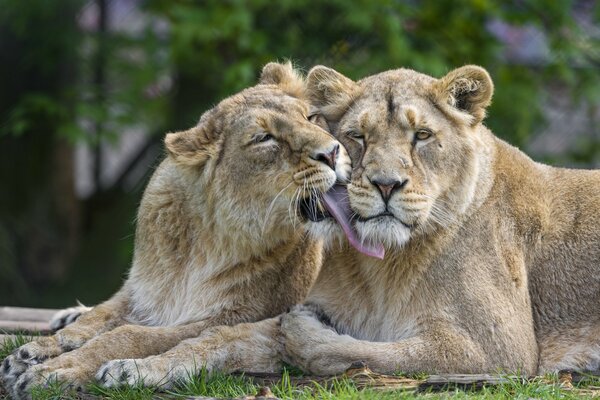 León y Leona, familia felina