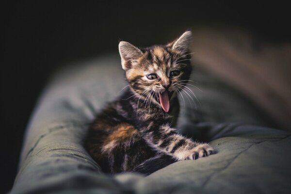 Gatito bosteza sentado en el Sofá