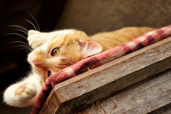 The ginger cat is lying on the table