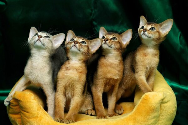 Four big-eared kittens look up