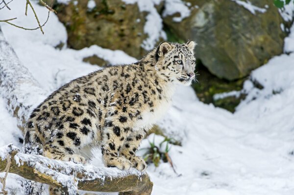 Ein Schneeleopard sitzt auf dem Schnee