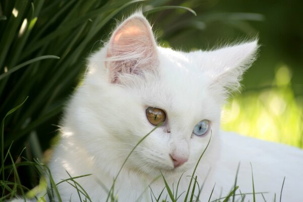 Gattino bianco con occhi multicolori nell erba alta