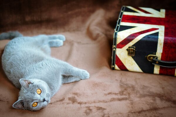 Серый кот с желтыми глазами лежит а рядом лежит чемодан с британским флагом