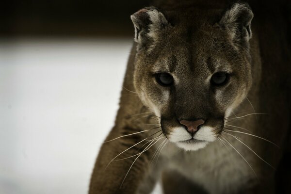 Cougar se prépare à sauter dans la neige