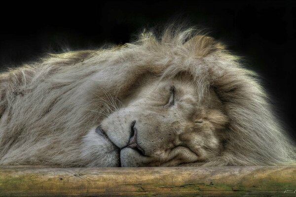 Le roi des bêtes dort profondément