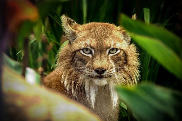 Vista del lince depredador del follaje