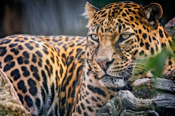 Леопард тигровой расцветки смотрит