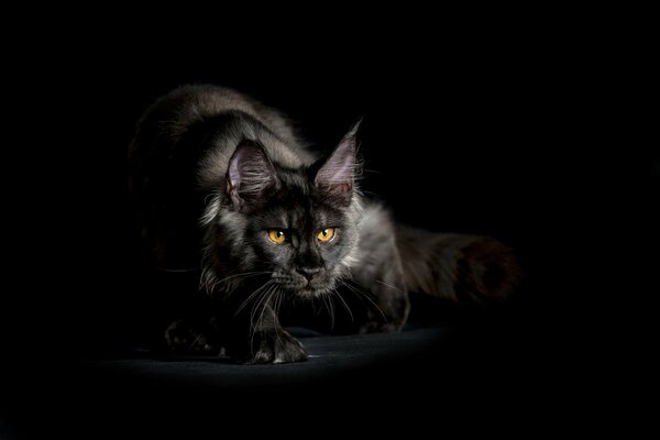 Maine Coon negro sobre un fondo oscuro