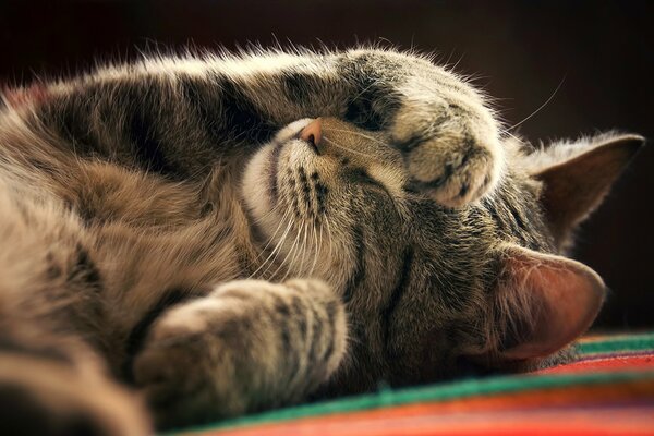 Katze mit verschlossenem flauschigem Fußauslauf