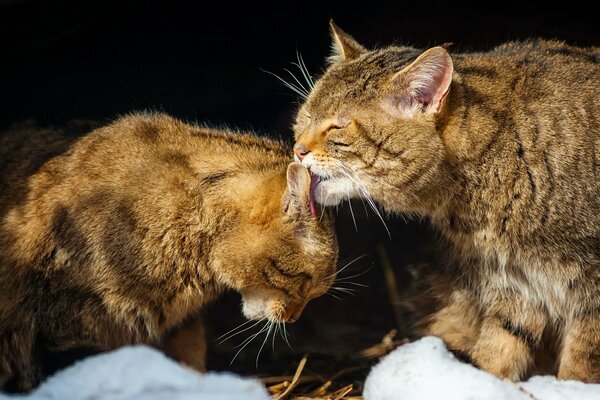 Cats wash each other